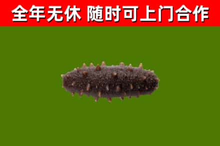 汕尾市回收海参干